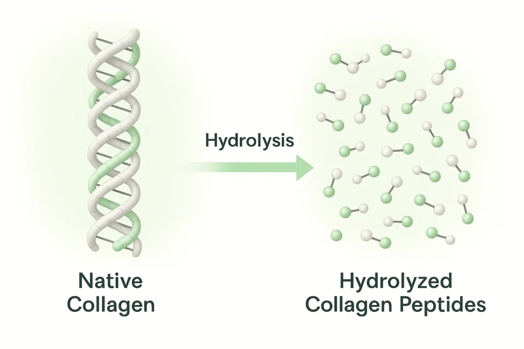 Hydrolyzed collagen peptides what is it